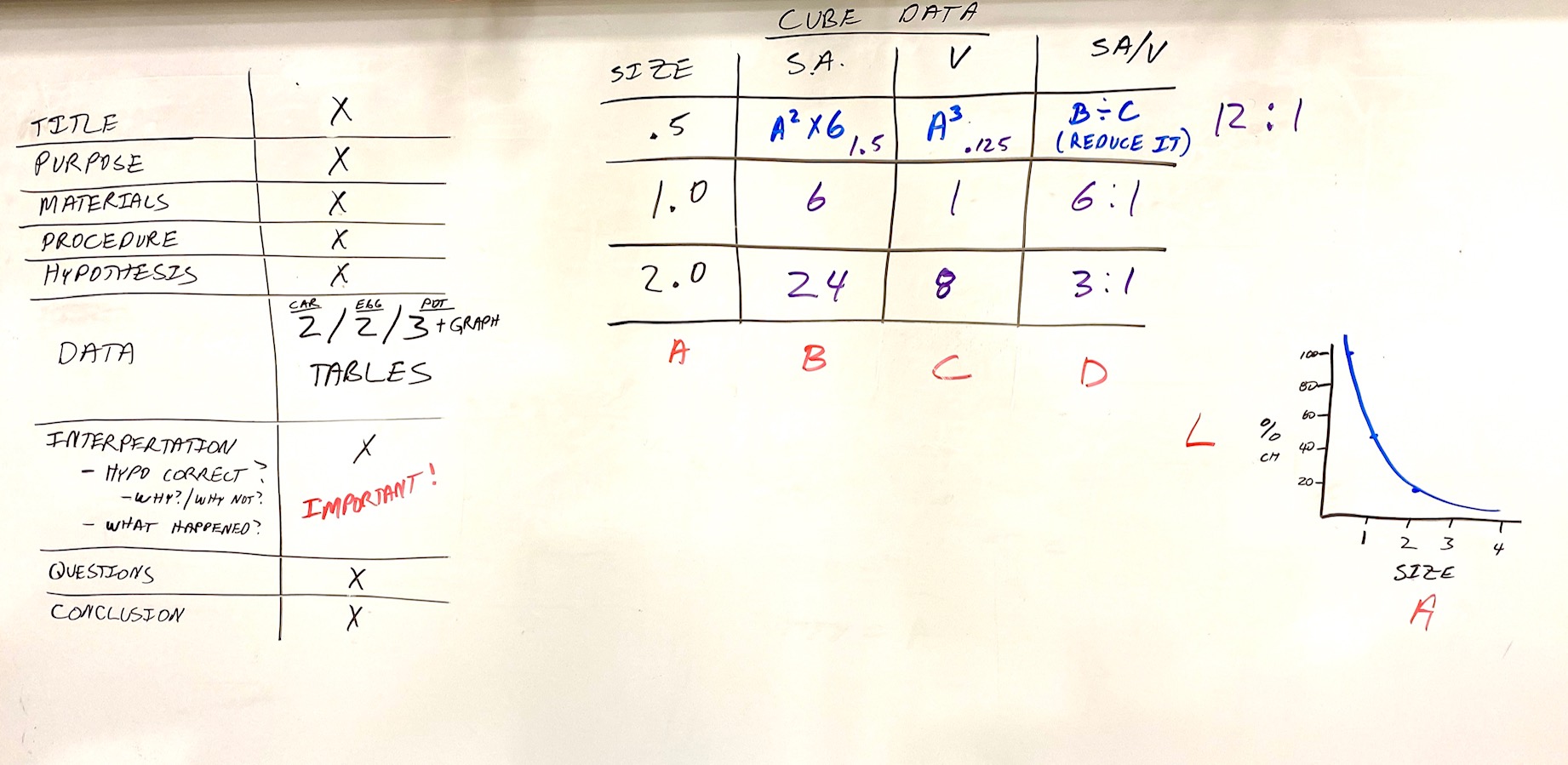 cell-size-lab-discussion-mr-williamson-s-biology-class